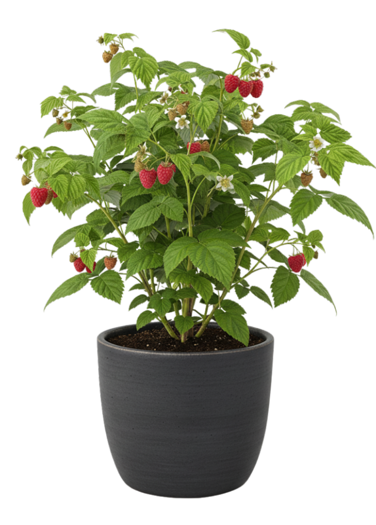 Topfpflanze mit roten Himbeeren und grünen Blättern in einem schwarzen Behälter.