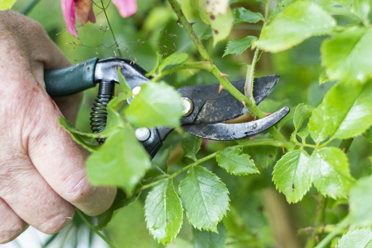 Eine Hand schneidet mit einer Gartenschere Rosenäste ab.