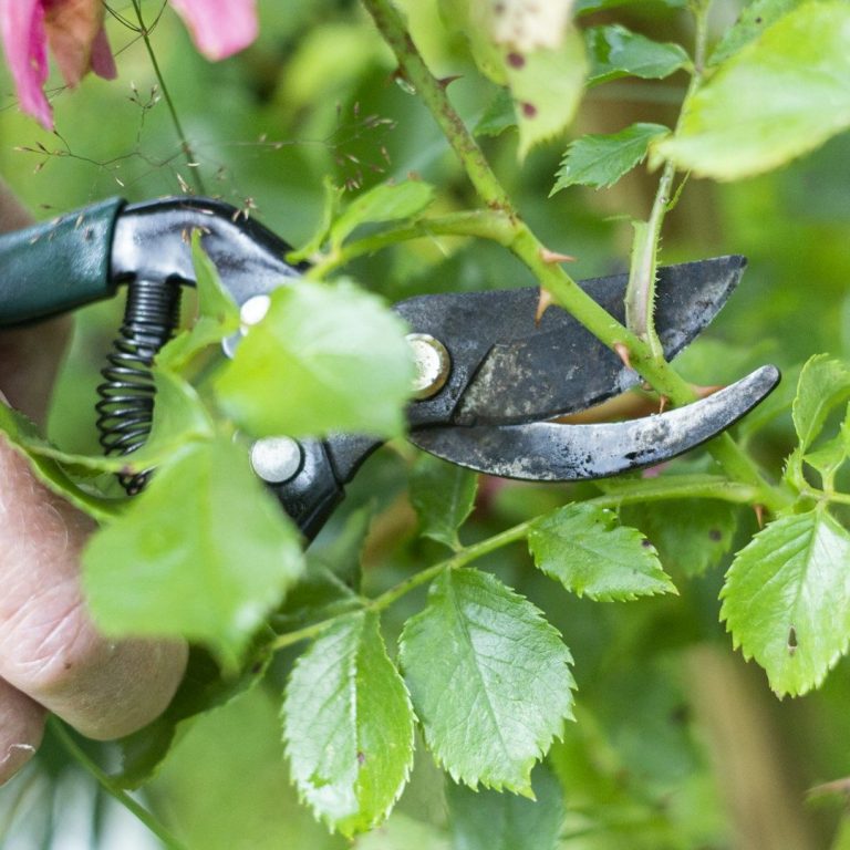 Rosenschere, welche einen Rosenstiel schneidet