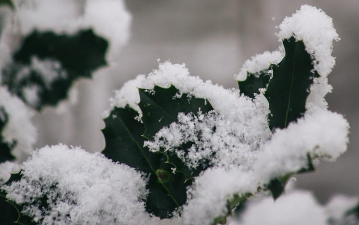Schneebedeckte Grünpflanzen