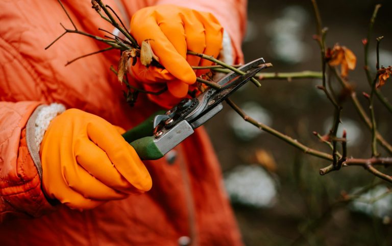 Person schneidet mit einer Gartenschere Zweige eines Strauches