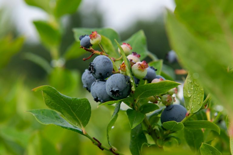 Reife essbare Heidelbeeren hängen an einem grünen Strauch im Freien.