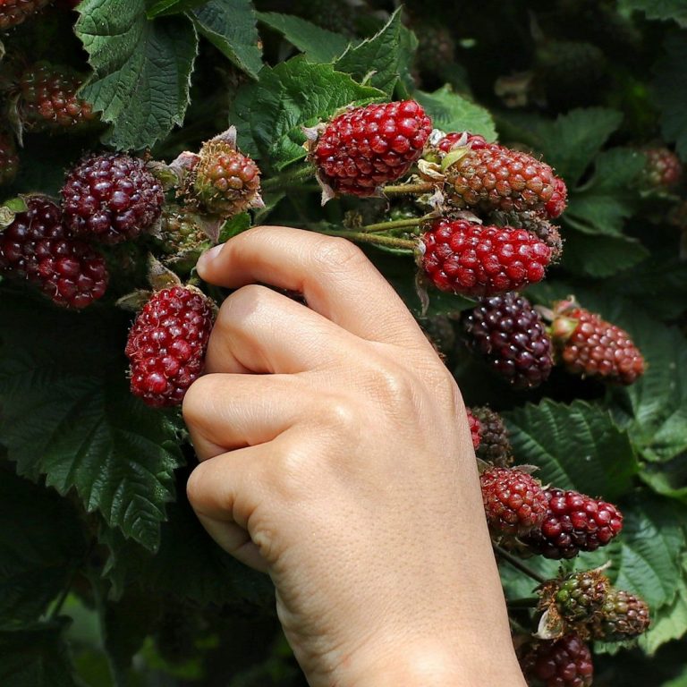 Hand, welche Brombeeren pflückt