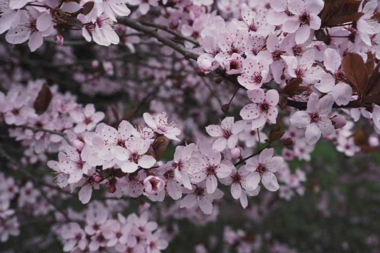 Zweige mit zarten rosa Blüten einer Kirschblüte.