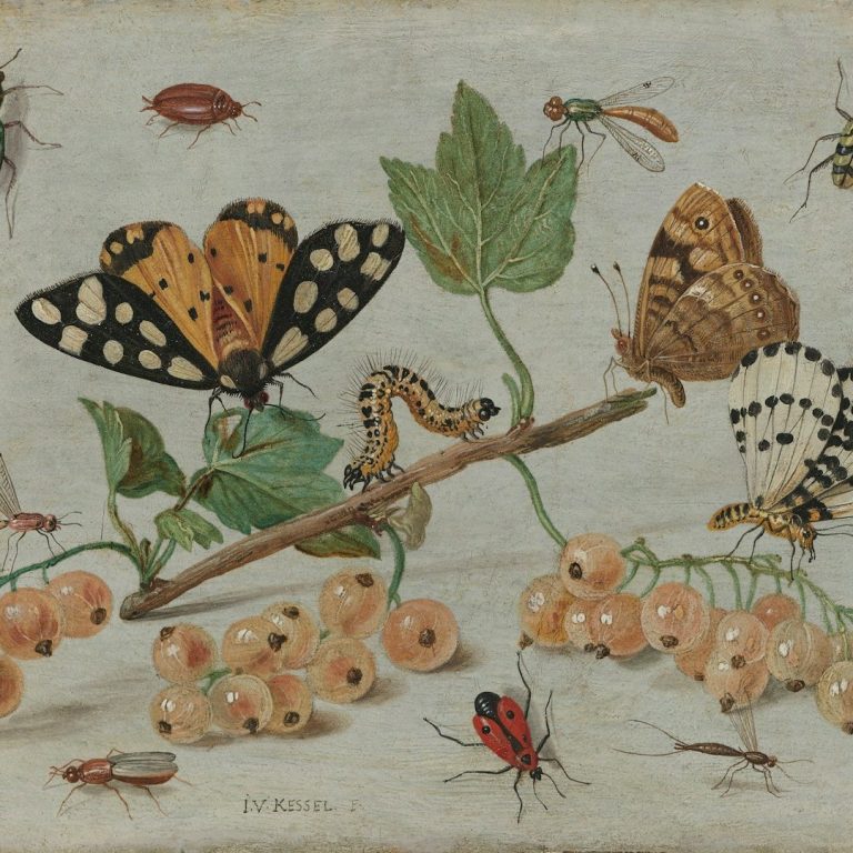 gezeichnetes Bild von verschiedenen Insekten