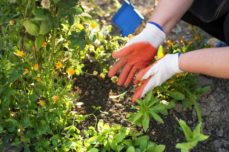 Hände pflanzen Blumen in einem Garten mit essbaren Pflanzen.