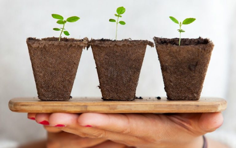 Drei Setzlinge auf einem Brett auf einer Hand